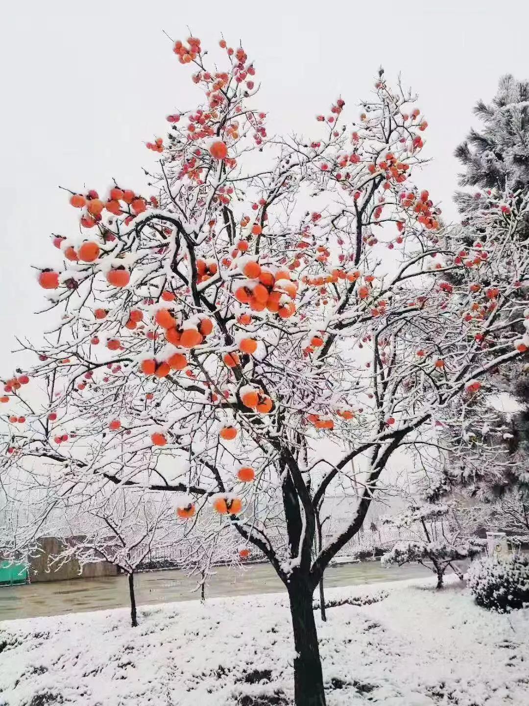 有一種堅(jiān)守，叫風(fēng)雪無(wú)阻