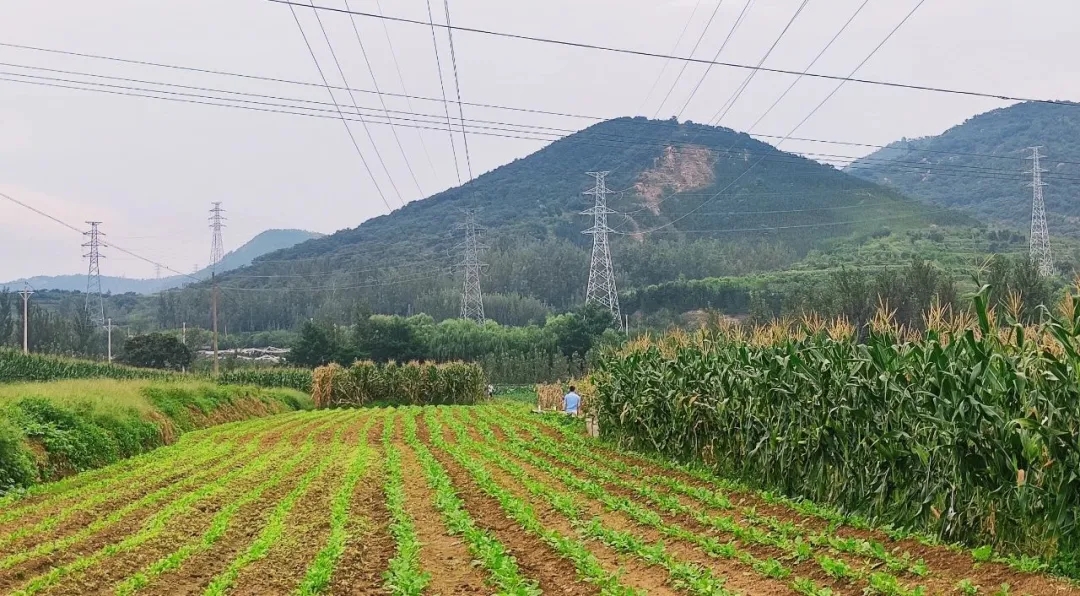 1631586827730924.jpg 4.webp.jpg